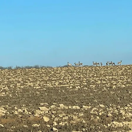 Belle Perche Dans La Nature Landouzy-la-Cour